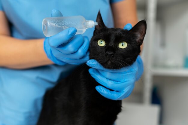 Primo piano sul veterinario che si prende cura del gatto