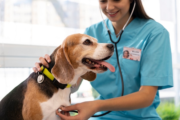 Primo piano sul veterinario che si prende cura dell'animale domestico