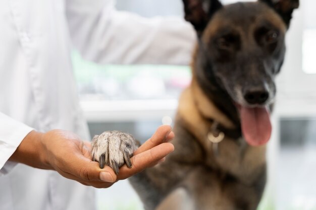 Primo piano sul veterinario che si prende cura dell'animale domestico