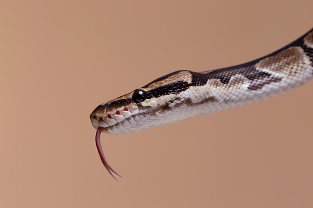 Primo piano sull'animale domestico serpente