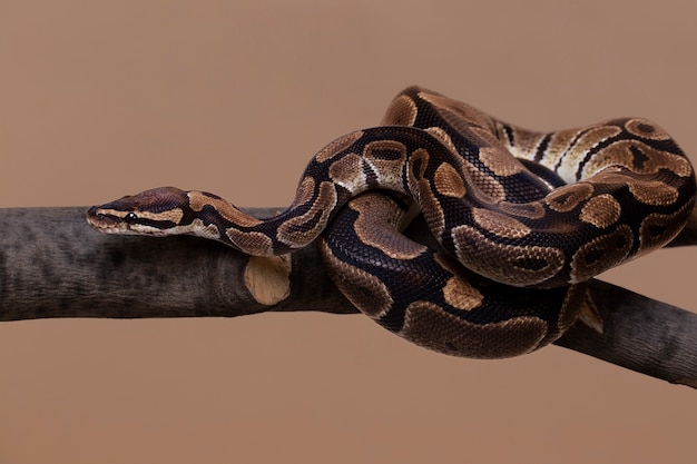 Primo piano sull'animale domestico serpente