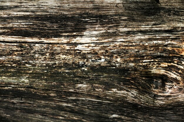 Primo piano sulla bellissima trama di corteccia d'albero