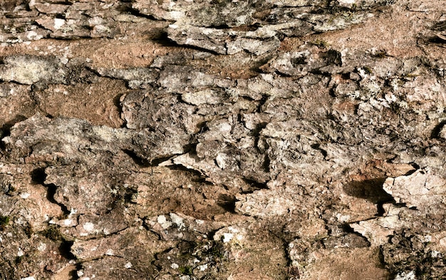 Primo piano sulla bellissima trama di corteccia d'albero