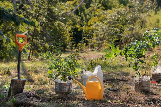 Primo piano sulla piantagione di nuove piante in natura