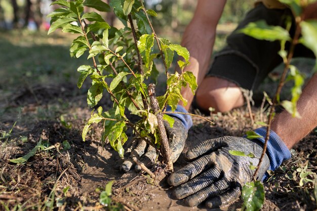 Primo piano sulla piantagione di nuove piante in natura