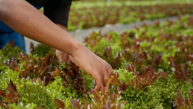 Primo piano sulle mani dell'uomo afroamericano che ispezionano le piante facendo il controllo di qualità in ambiente idroponico. Lavoratore agricolo biologico che guarda le foglie verdi in serra in cerca di danni.