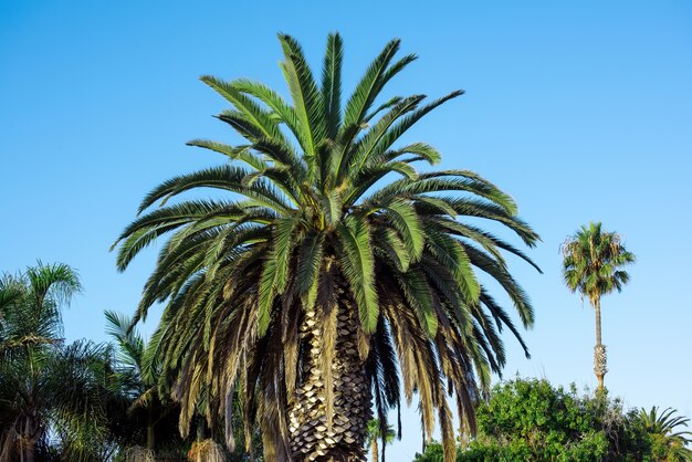 Primo piano sulle palme contro il cielo blu