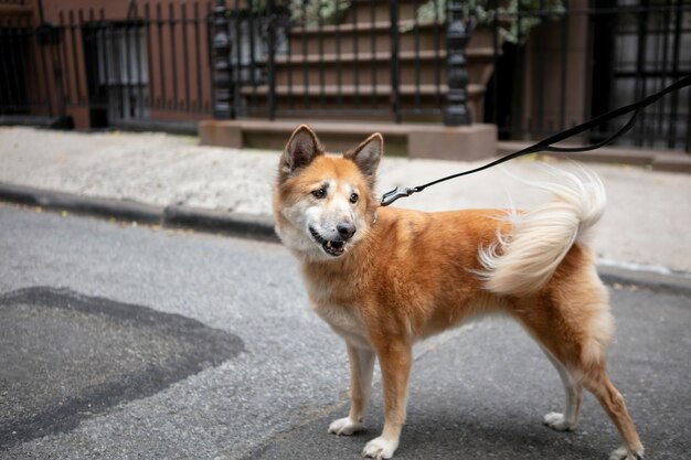 Primo piano sullo stile di vita degli animali domestici