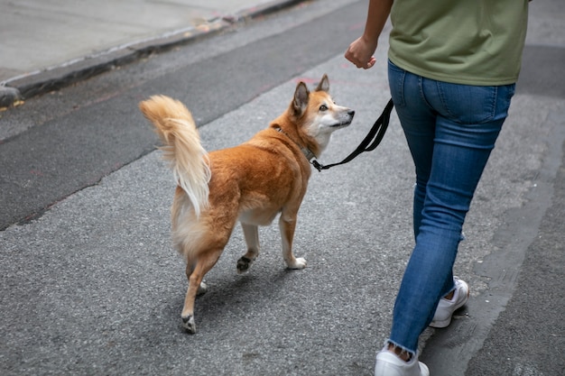 Primo piano sullo stile di vita degli animali domestici