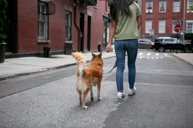 Primo piano sullo stile di vita degli animali domestici