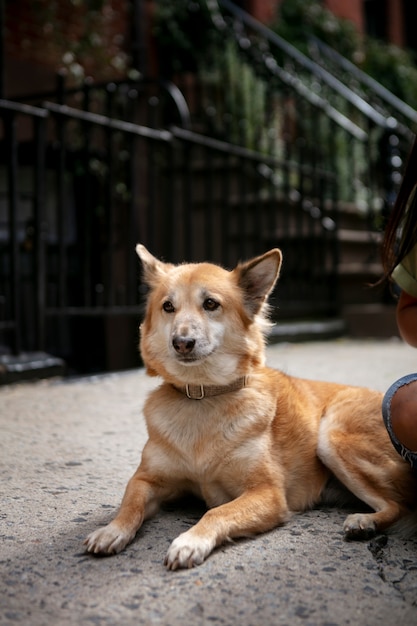 Primo piano sullo stile di vita degli animali domestici