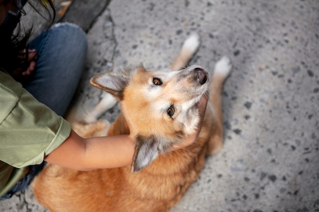 Primo piano sullo stile di vita degli animali domestici