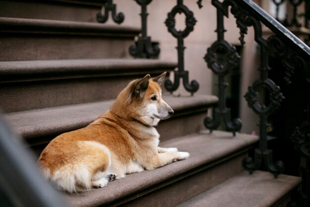 Primo piano sullo stile di vita degli animali domestici