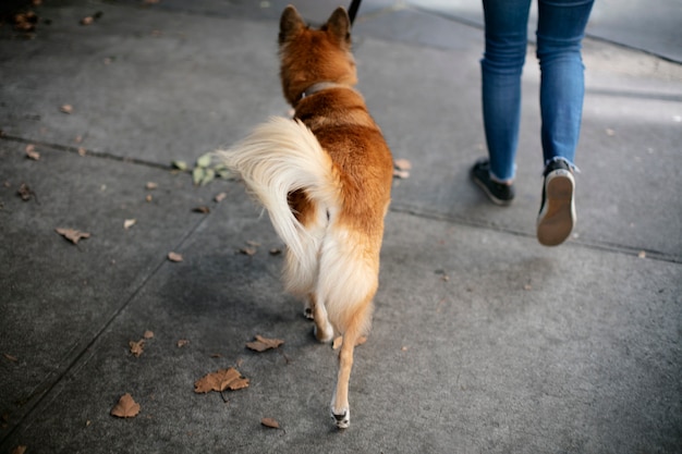 Primo piano sullo stile di vita degli animali domestici