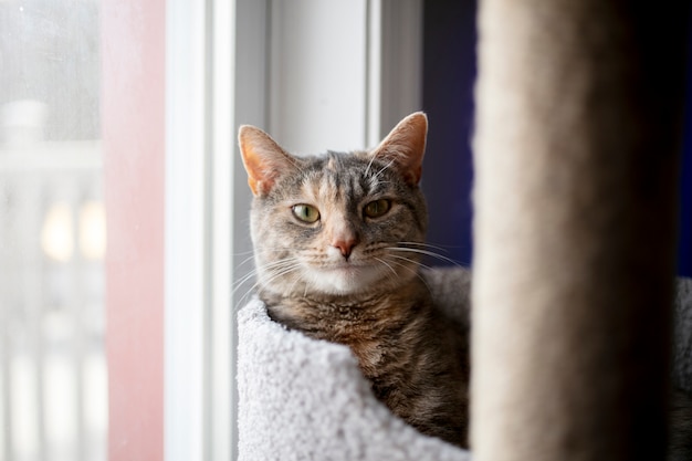 Primo piano sullo stile di vita degli animali domestici