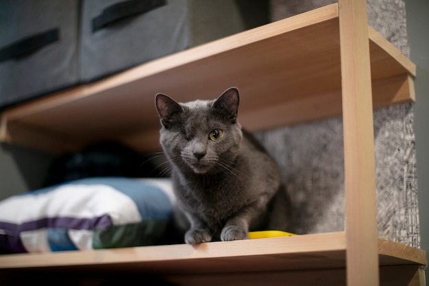 Primo piano sullo stile di vita degli animali domestici