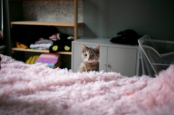 Foto gratuito primo piano sullo stile di vita degli animali domestici
