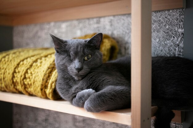 Primo piano sullo stile di vita degli animali domestici