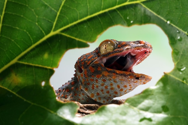 primo piano testa di tokay geco