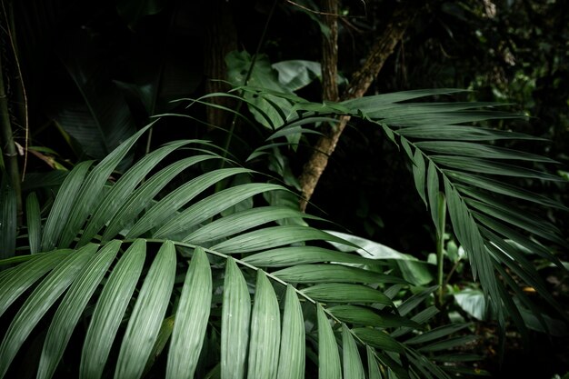 Primo piano tropicale delle foglie con fondo vago