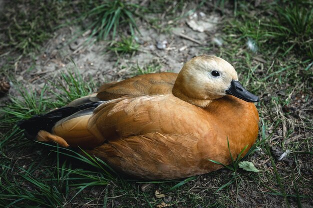 Primo piano un'anatra con piume marroni strutturate tra l'erba