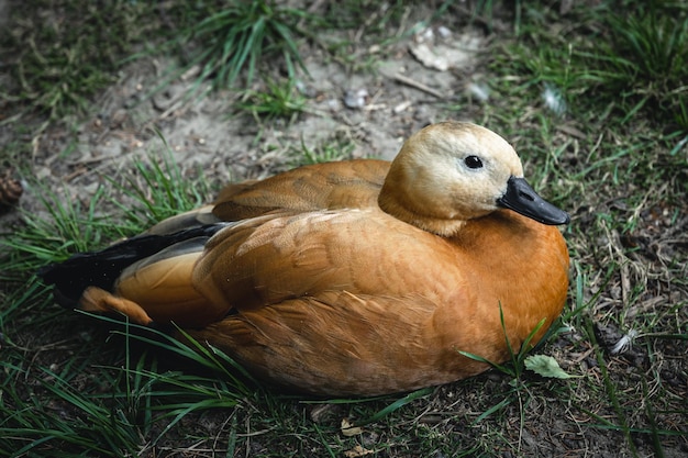 Primo piano un'anatra con piume marroni strutturate tra l'erba