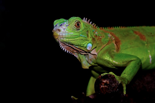 Primo piano verde dell'iguana sul primo piano animale del ramo