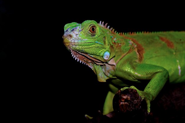 Primo piano verde dell'iguana sul primo piano animale del ramo