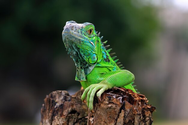 Primo piano verde dell'iguana sul primo piano del rettile del primo piano animale di legno