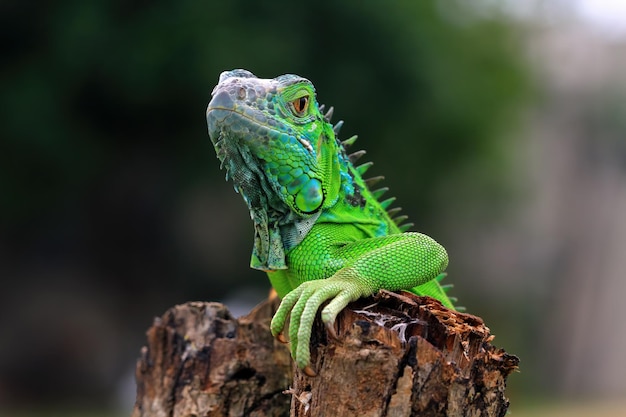 Primo piano verde dell'iguana sul primo piano del rettile del primo piano animale di legno