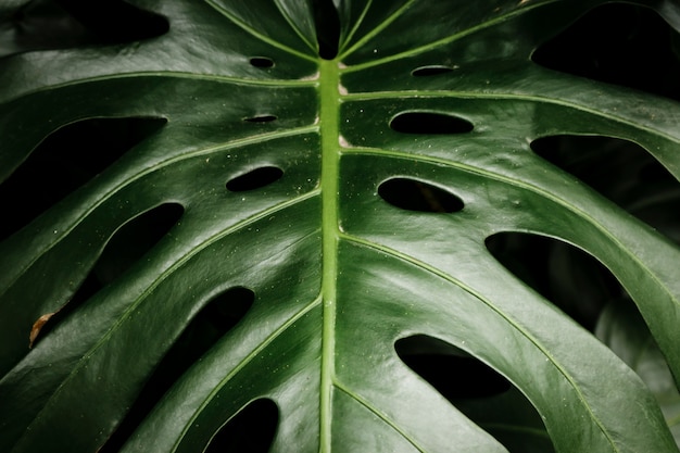 Primo piano verde foglia tropicale