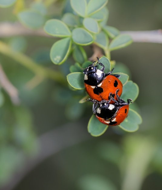 Primo piano verticale del fuoco selettivo di una coccinella di accoppiamento su un gambo della pianta