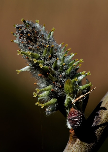 Primo piano verticale del salice in fiore su un albero