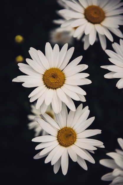 Primo piano verticale di bellissimi fiori a margherita