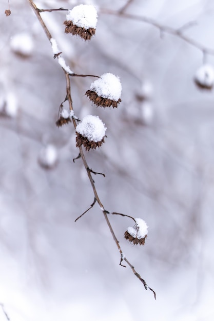 Primo piano verticale di fiori secchi d'inverno su un ramo coperto di palle di neve