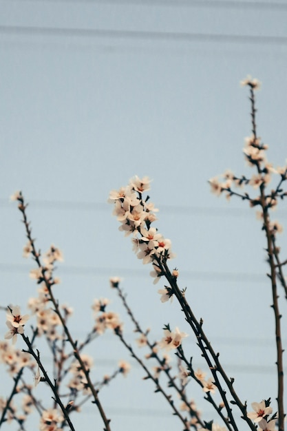 Primo piano verticale di un bel fiore di ciliegio in serata