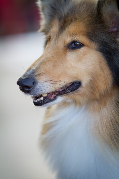 Primo piano verticale di un simpatico cane peloso con i capelli lunghi con la bocca aperta