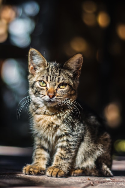 Primo piano verticale di un simpatico gatto grigio su uno sfondo sfocato