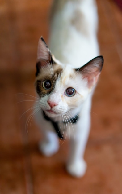 Primo piano verticale di un simpatico gatto sotto la luce del giorno