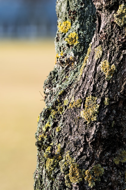 Primo piano verticale di una corteccia di albero ricoperta di muschi sotto la luce del sole con uno sfondo sfocato