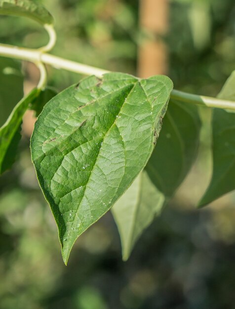 Primo piano vista verticale di una foglia verde con uno sfondo sfocato