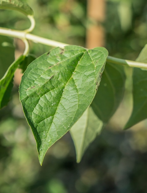 Primo piano vista verticale di una foglia verde con uno sfondo sfocato