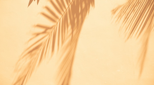 Priorità bassa astratta delle foglie di palma delle ombre su una parete bianca.