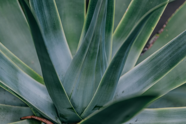 Priorità bassa della foglia di Agave