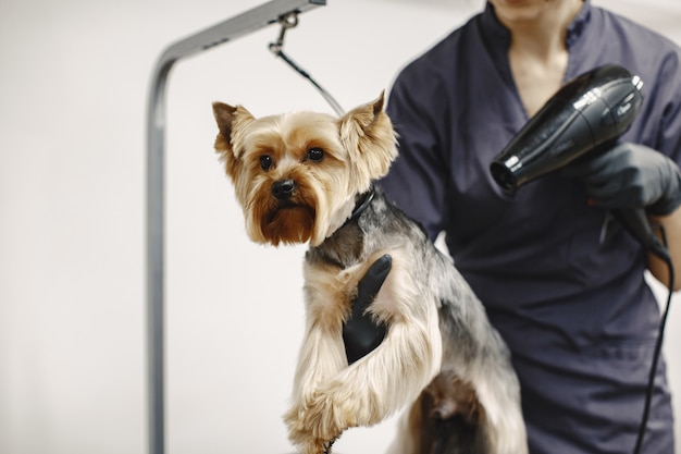 Processo di essiccazione. Piccolo cane si siede sul tavolo. Asciugatura del cane da parte di un professionista.