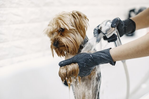 Processo di lavaggio. Piccolo cane in un bagno. Cane lavato da un professionista.