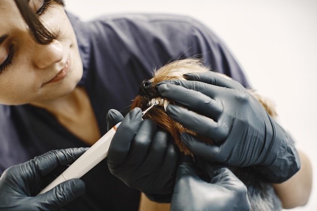 Processo di spazzolatura dei denti. Piccolo cane si siede sul tavolo. Cane spazzolato da un professionista.