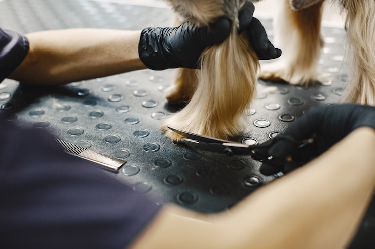 Foto gratuito processo di taglio dei capelli. piccolo cane si siede sul tavolo. cane con un professionista.