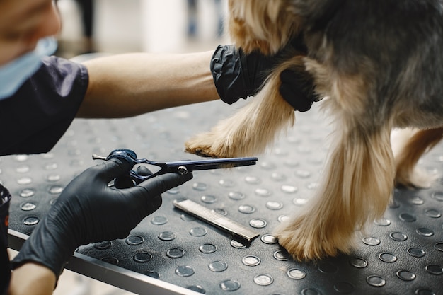 Processo di taglio dei capelli. Piccolo cane si siede sul tavolo. Cane con un professionista.