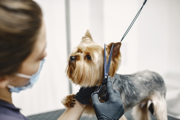 Processo di taglio dei capelli. Piccolo cane si siede sul tavolo. Cane con un professionista.